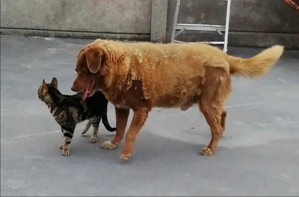 The world's oldest dog passes away: Photos